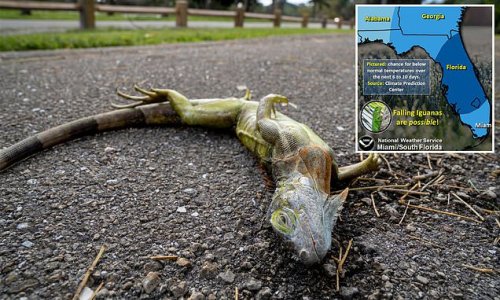 Florida iguanas may fall out of trees due to cold temperatures