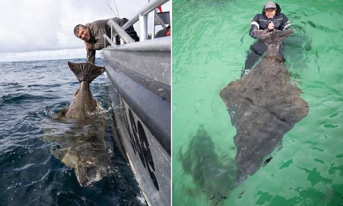 Monster of the deep! Angler reels in a HUGE 28½ stone 7ft long-halibut thought to be 90 YEARS old