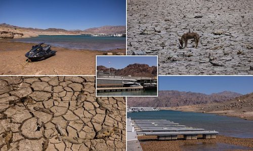 EXCLUSIVE: Coyotes scavenge for washed-up fish, the earth bed cracks, and sunken boats - and bodies - resurface: Photos of Lake Mead show drought's devastating effects on US's largest reservoir forcing marina to move 1,000ft into the water