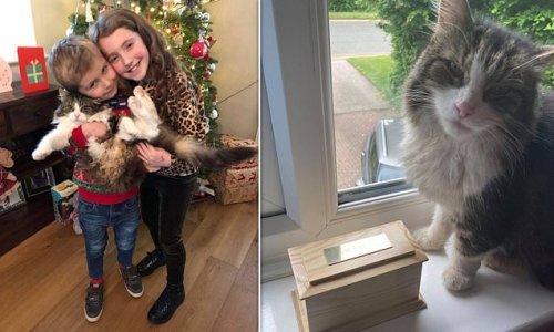 Family shocked as cat returned home after they thought it was cremated