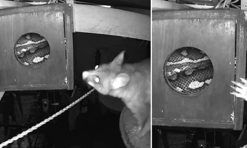Brave possum finds a VERY unwanted visitor inside his home
