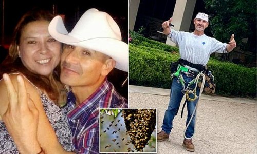 Texas landscaper, 53, is killed by swarm of hybrid BEES after disturbing their hive while suspended in a harness hanging from a tree: He was stung for TEN minutes and could not escape