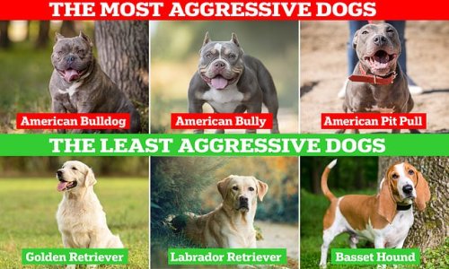 The most AGGRESSIVE dog breeds revealed - so is YOUR pooch on the list?