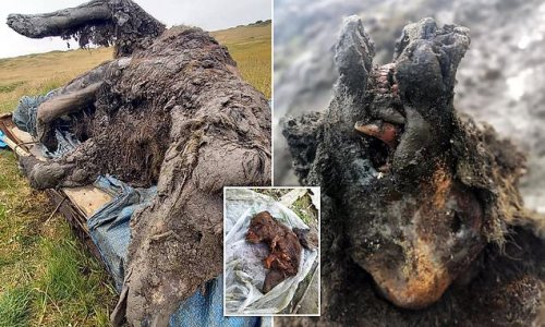 39,000-year-old cave bear is discovered perfectly preserved and baring its TEETH in Siberia: Scientists hail a discovery of 'world importance'
