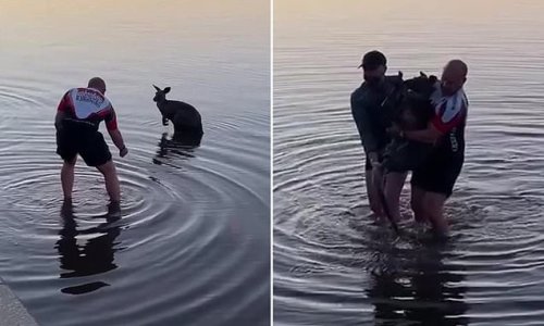 Tired kangaroo pulled out of water to safety by heartwarming rescuers