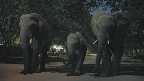 Mammals viewers claim scenes 'look like AI' but producer denies fakery