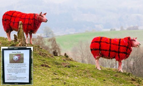 Scottish farmer winds up American tourists by painting her sheep TARTAN