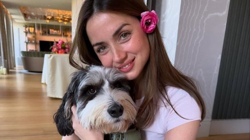 TALK OF THE TOWN: It's Mission: Impawsable as Tom tries to get permit for Ana's dog