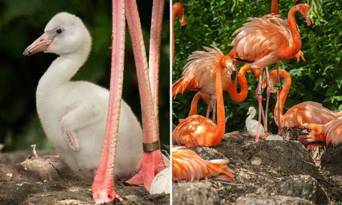 I'm flamingo-ing to turn pink eventually! Four eggs hatch at UK zoo