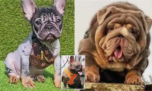 Torment of the frankenpups: With rolls of skin covering his face, making it hard to breathe, this poor creature is part of cruel craze for dogs bred with bizarre features. And they make vast profits for the ruthless men who create them in underground labs