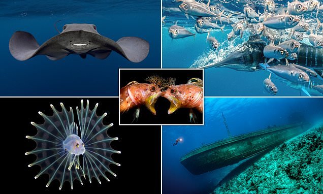Epic shipwrecks, fish with Mohicans and other-worldly caves: The jaw-dropping winners of the Underwater Photographer of the Year 2021 awards