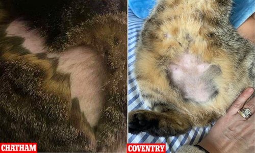 Is a new cat shaver on the prowl? Terrified owners keep their pets locked indoors after moggie has fur cropped in latest mystery attack