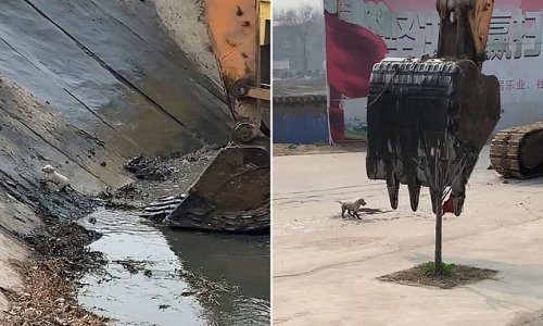 A close claw! Moment puppy who fell into a river is scooped up by a digger