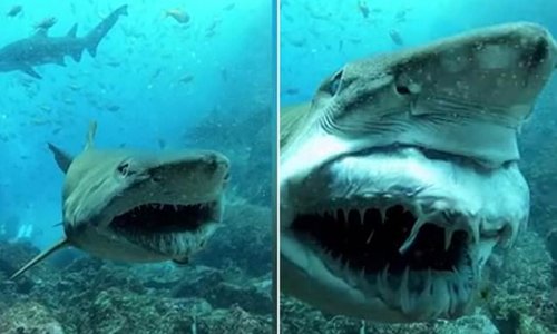 Smile for the camera! Scary moment a huge shark shows off his needle-sharp teeth during an encounter with a diver off the Australian coast