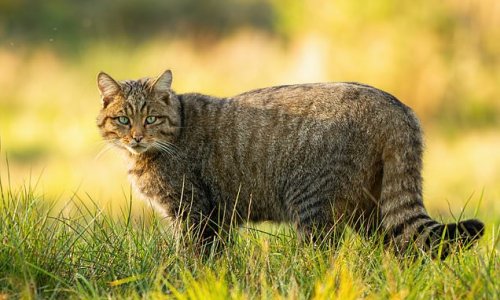 Wildcats to be reintroduced to Englandfor the first time in 200 years