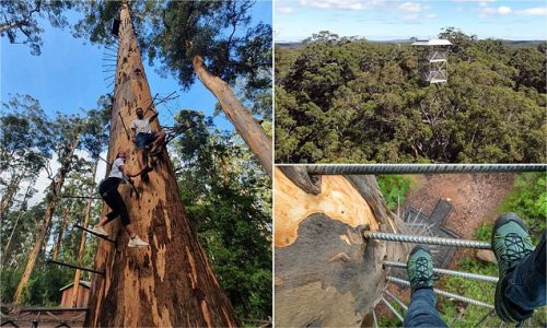 Aussies flock to the 'tallest climbable tree on Earth'