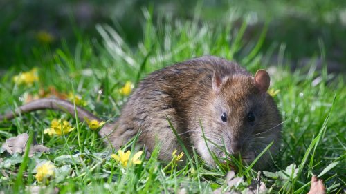 I'm a pest control expert - this is how to keep rats away from your garden without killing your...