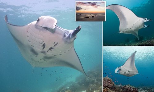 Rays of hope! More than 1,000 manta rays are recorded living in waters off a tropical paradise in Indonesia for the first time – offering hope for the future of the threatened species