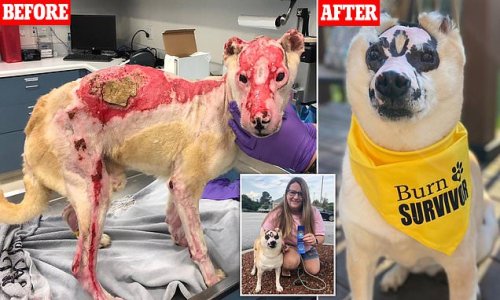 Dog who still had 'fight in his eyes' after being horrifically burned in a house fire makes a miraculous recovery after vet technician who rescued him refused to let him be put down