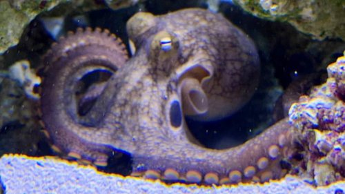 Tragic twist for Terrance the octopus: Oklahoma family reveals pet is in the 'final days of her...