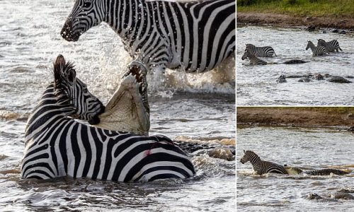 Earning its stripes: Incredible moment zebra sinks its teeth into a crocodile's throat after the predator lay in wait to attack herd crossing a river in Kenya
