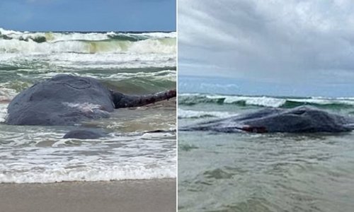 Beached sperm whale has its jaw hacked off with a chainsaw by suspected poacher who was after the mammal's ivory teeth