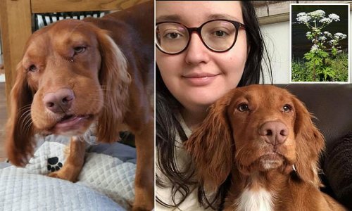 Dog owner warns of Giant Hogweed danger after pet's anaphylactic shock