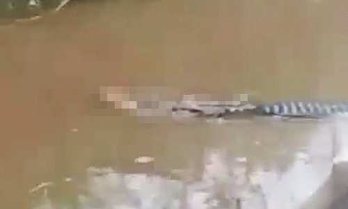 Horrifying moment a crocodile drags a mangled body through a river after pouncing on a fisherman and pulling him into Indonesian river