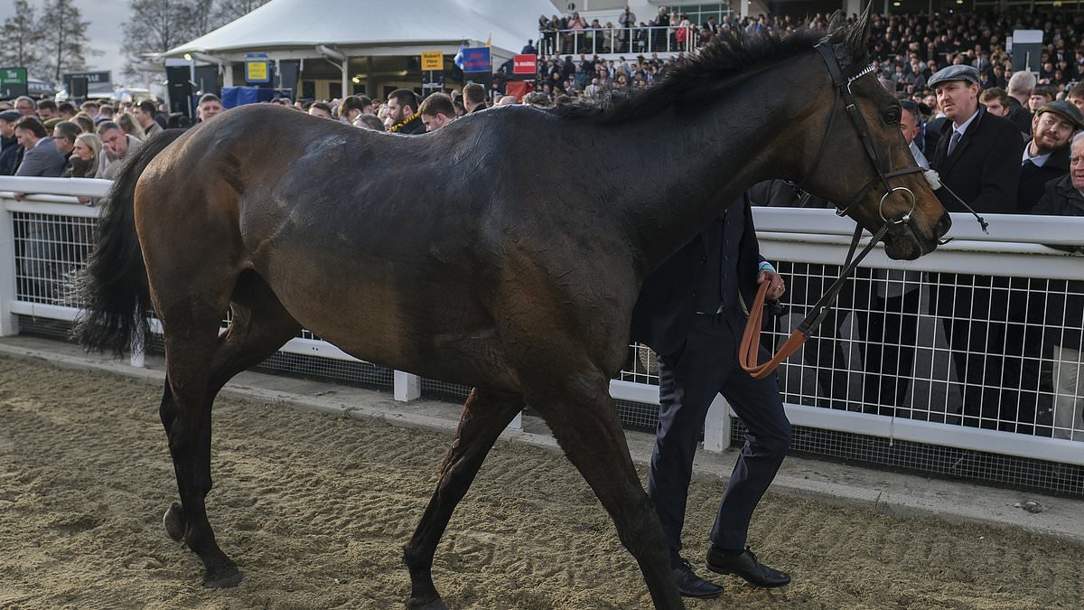 Constitution Hill in line for surprise return at next month's Grand National after crashing out of Cheltenham's Champion Hurdle