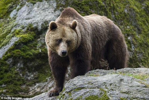 Fury in France as 81-year-old hunter is put on trial for shooting a bear as it dragged him away after breaking both his legs in horror mountain attack | Focusing on Wildlife