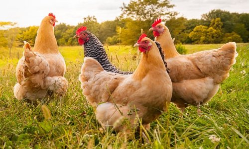 'Chicken King' Ranjit Singh Boparan slashes debts at food empire