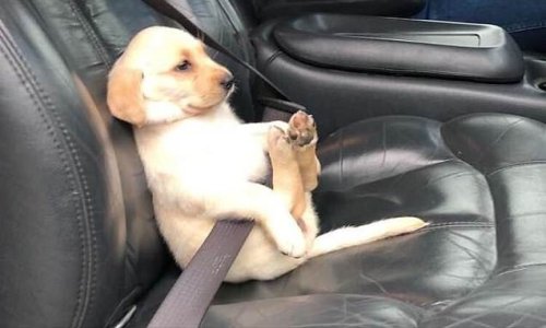 Feeling the wind in their fur! Hilarious snaps capture the VERY funny ways dogs travel in cars – from a grumpy French Mastiff to a high-fiving pooch | Flipboard Feeling the wind in their fur! Hilarious snaps capture the VERY funny ways dogs travel in cars – from a grumpy French Mastiff to a high-fiving pooch | Flipboard
