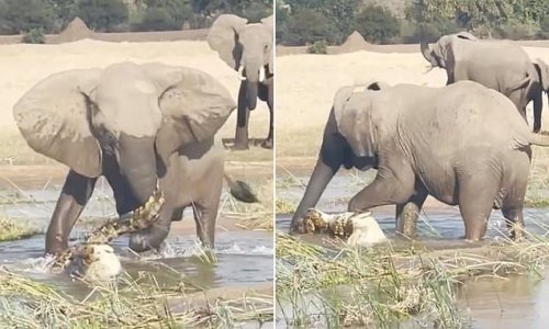 Moment a mother elephant stamps a crocodile to death in Zambia