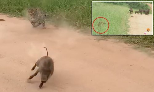 Piglets have lucky escape when leopard springs out at warthog family