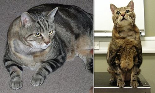 A nation of fat cats: Nearly half of Britain's felines are obese