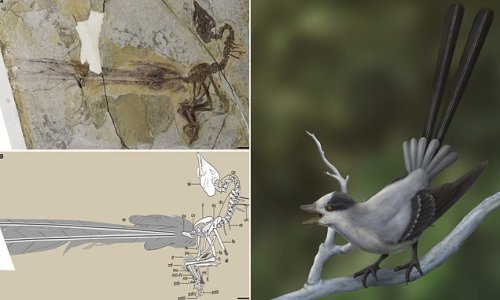 Ancient bird had fancy tail feathers like a peacock, fossils show