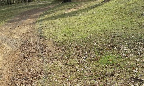 Reptile catcher asks followers to spot the deadly eastern brown snake deadly but can YOU see it?