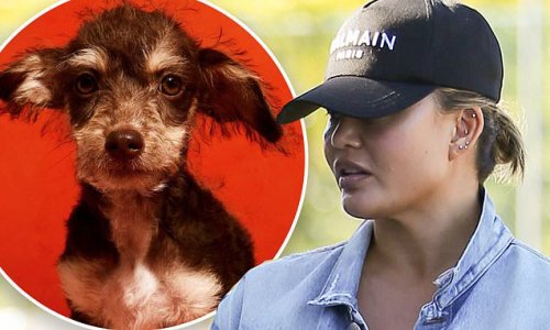 Chrissy Teigen gets 'perfectly sweet and adorable' new dog
