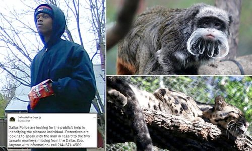 Does man eating bag of Doritos hold the key to weird happenings at Dallas Zoo: Cops plea for help tracking him down after snow leopard escaped its enclosure, a vulture died and two monkeys were stolen