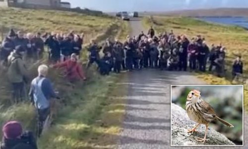 Huge mob of birdwatchers is blasted for chasing rare migratory warbler out of a bush so 50 of them could take pictures of it