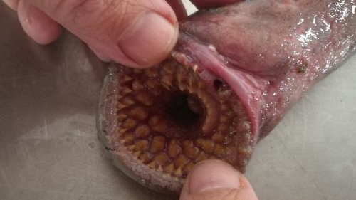 Is this the real-life Dune sandworm? Blood-sucking 'vampire' creature with mouth full of swirling...