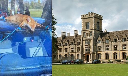 EXCLUSIVE Outrage after students at Britain's top agricultural university strap dead fox to the roof of a car for charity rally as stunt is reported to police