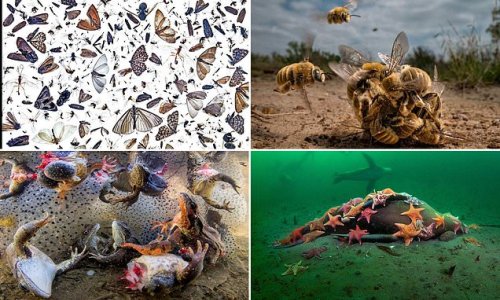 Sea lion carcass being devoured by a swarm of colorful starfish off the coast of California takes first place in the 'Aquatic Life' category of a picture competition