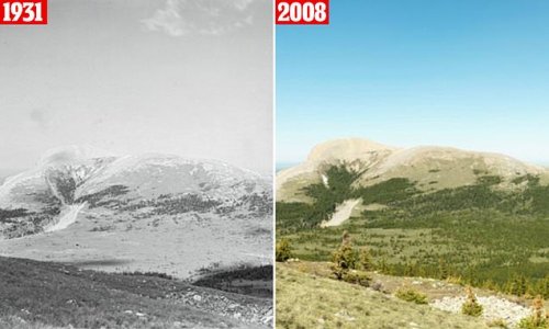 How a Canadian forest climbed a mountain: Hundred-year-old photos show how the treeline has crept up the Rockies due to climate change