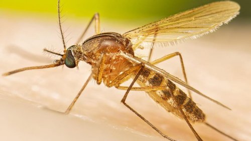 Murray Valley encephalitis virus spreads to new part of Western Australia: These are the six...