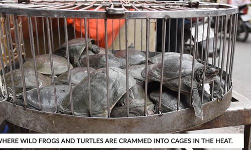 Shocking footage of a wet market in Vietnam shows frogs being cut up with scissors and turtles struggling to escape from cages as coronavirus pandemic ravages the globe