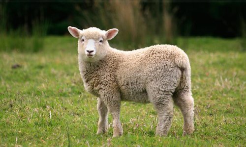 Lamb to the slaughter: 30 sheep are torn apart in 'horrific' attack by a pair of escaped dogs in Warwickshire