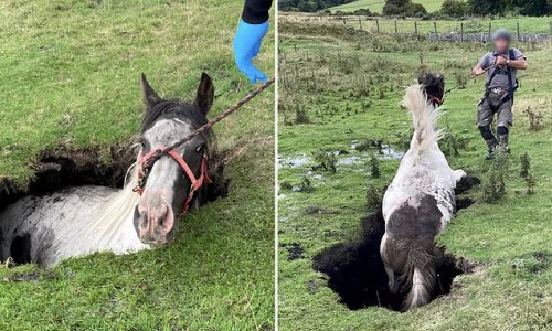 Why the long face? Firefighters have to step in to rescue horse after it falls into deep sinkhole