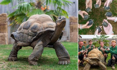 Good shell-f life! Age-defying giant Galapagos tortoise impresses keepers at UK zoo after fathering EIGHT endangered baby reptiles at 70-years-old