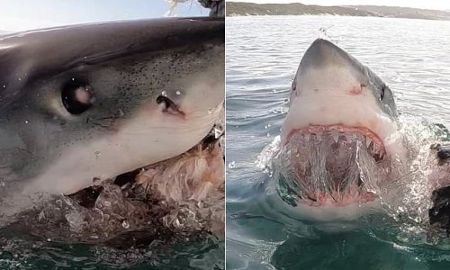 Terrifying moment great white shark lunges at British tourist on board pleasure boat in South Africa - and gets within a few feet of him